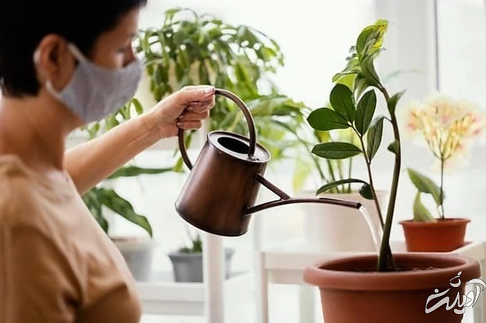 گیاهان آپارتمانی برای تصفیه هوا مزایای گیاهان آپارتمانی